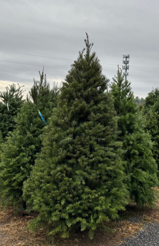 Douglas Fir Christmas Tree
